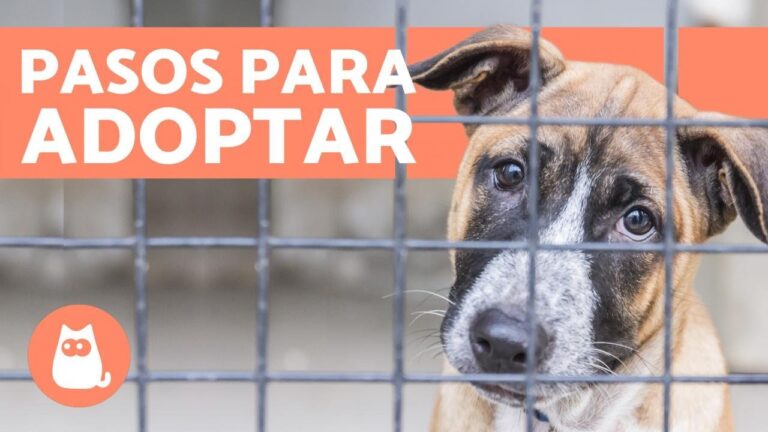 Guía para Adoptar un Perro Salchicha en Valencia